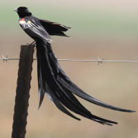 Long-tailed Widowbird